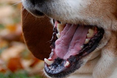 Cómo cepillar los dientes a un perro
