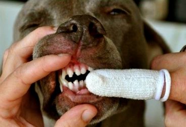 Cómo cepillar los dientes a un perro