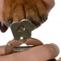 Cómo cortarle las uñas a un perro