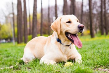 Cómo detectar los parásitos internos en perros