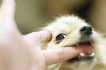 Cómo enseñar a un perro a no morder