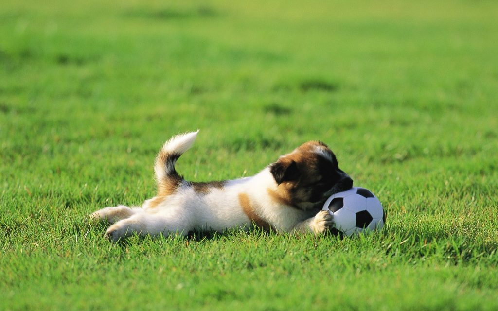 Cómo entrenar a mi perro a traer la pelota