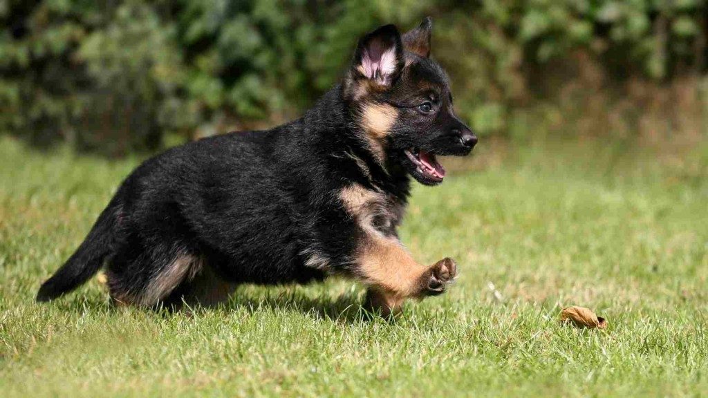 Cómo entrenar a un cachorro de pastor alemán