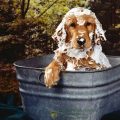 Cómo hacer un baño de avena para perros