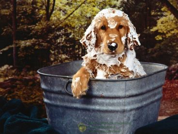 Cómo hacer un baño de avena para perros