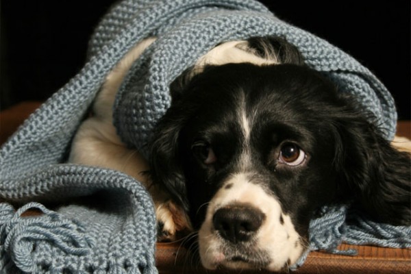 Cómo prevenir el resfriado en los perros