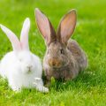 Cómo reconocer los hongos en conejos