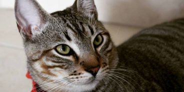 Diarrea crónica en gatos