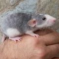Las características y cuidados de la rata rex