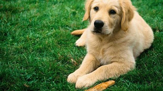 Los parásitos internos en perros se pueden prevenir