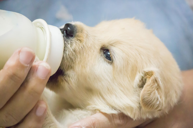 Qué comen los cachorros: alimentación del perro recién nacido
