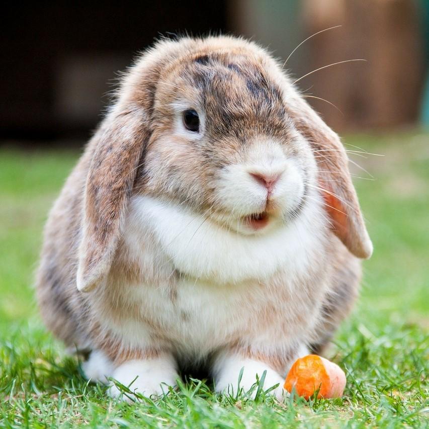 Qué es la dermatofitosis en conejos