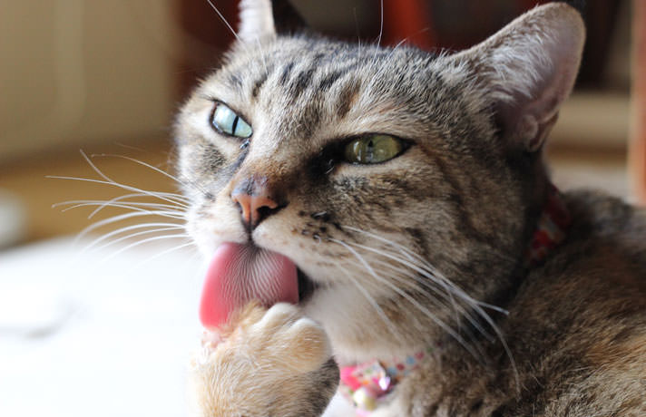 Qué es la diarrea crónica en gatos y qué la causa