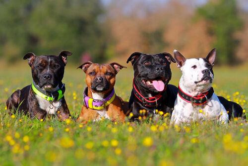 Remedios caseros para la dermatitis atópica en perros
