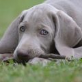 Signos clínicos de la leishmaniosis canina