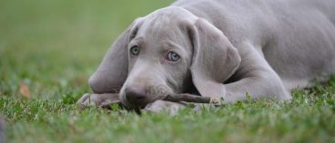 Signos clínicos de la leishmaniosis canina