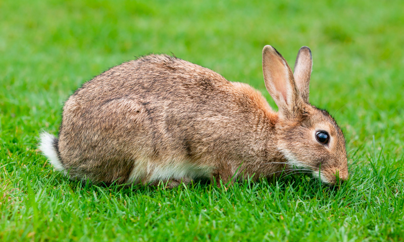 Síntomas de la dermatofitosis en conejos
