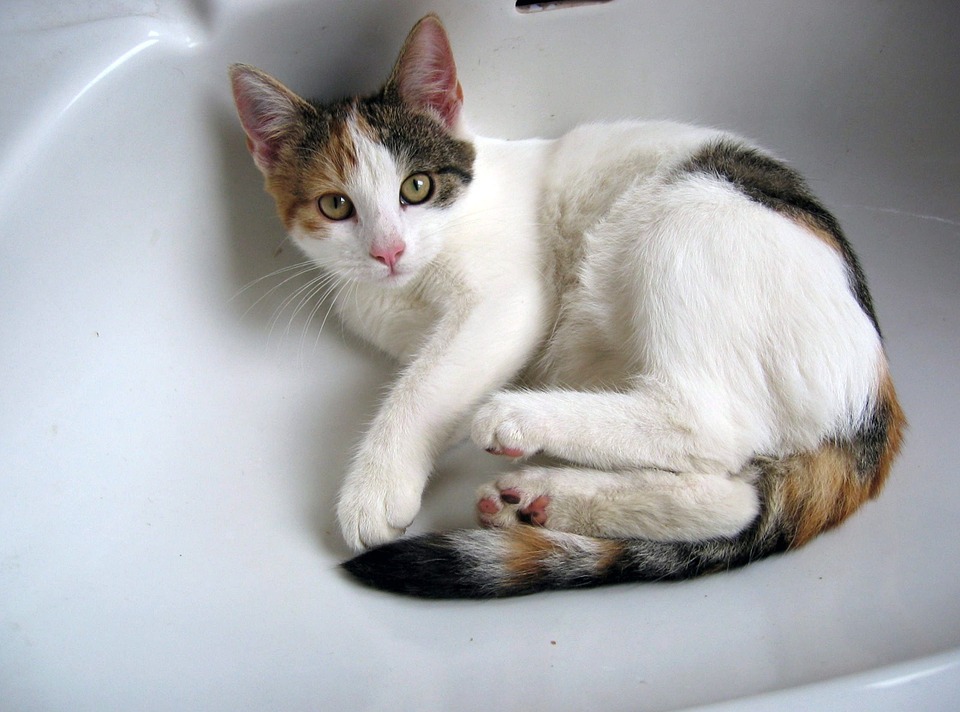 Tipos de diarrea en gatos y su tratamiento