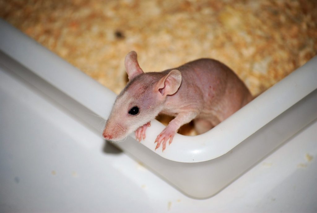 Tipos de ratas domésticas que existen