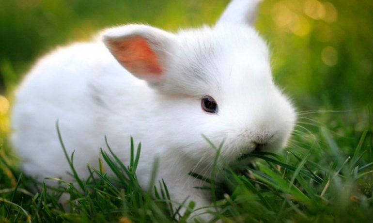 Todo sobre la dermatofitosis en conejos
