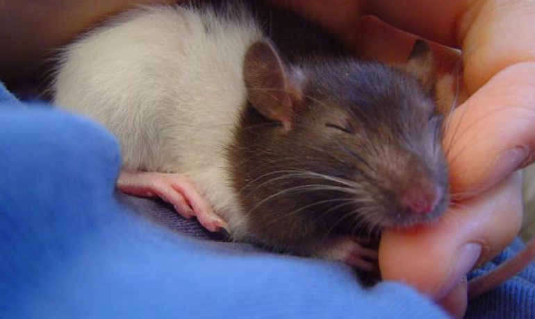 Todos los cuidados de las ratas domésticas