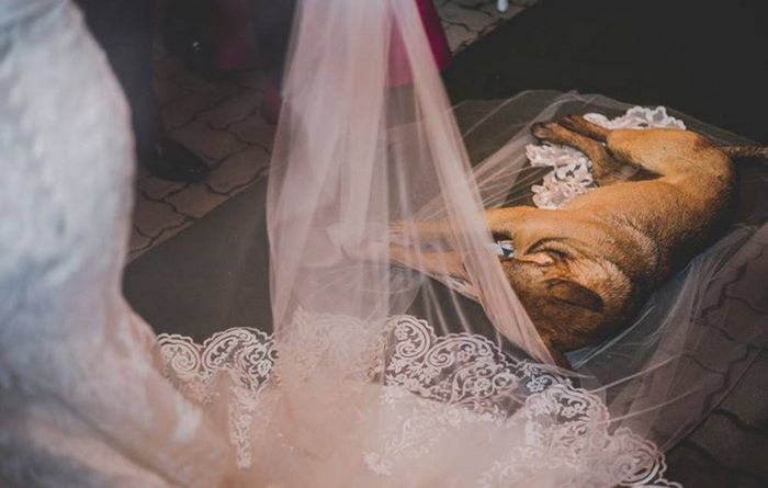 Una pareja de novios encuentra un perro en su boda