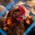 Aldi España dejará de vender huevos de gallinas enjauladas