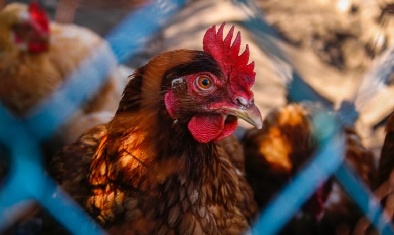 Aldi España dejará de vender huevos de gallinas enjauladas