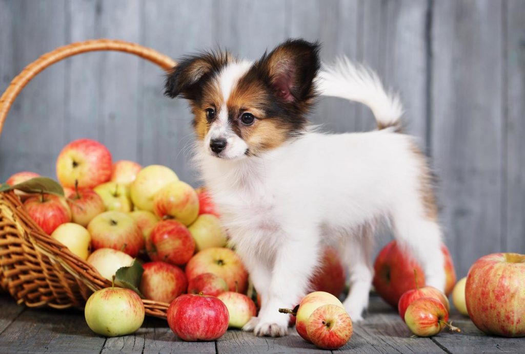 How to give my dog ​​fruit