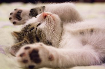 Cómo curar la diarrea de un gato. Tratamiento y remedios caseros