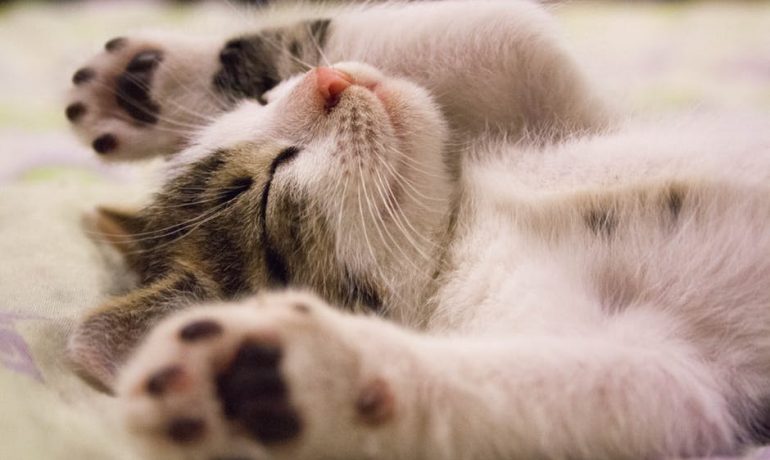 Cómo curar la diarrea de un gato. Tratamiento y remedios caseros