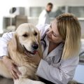 Enfermedades que transmiten las pulgas a nuestros perros
