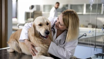 Enfermedades que transmiten las pulgas a nuestros perros