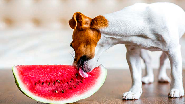 Pueden los perros comer fruta. Es recomendable.