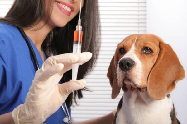 Tratamiento de la amiloidosis en perros