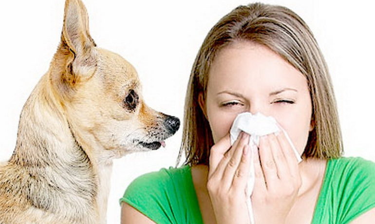 Alergia a los perros y gatos: Las mascotas hipoalergénicas son un mito