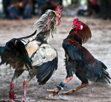 canarias prohibe peleas de gallos y circos con animales