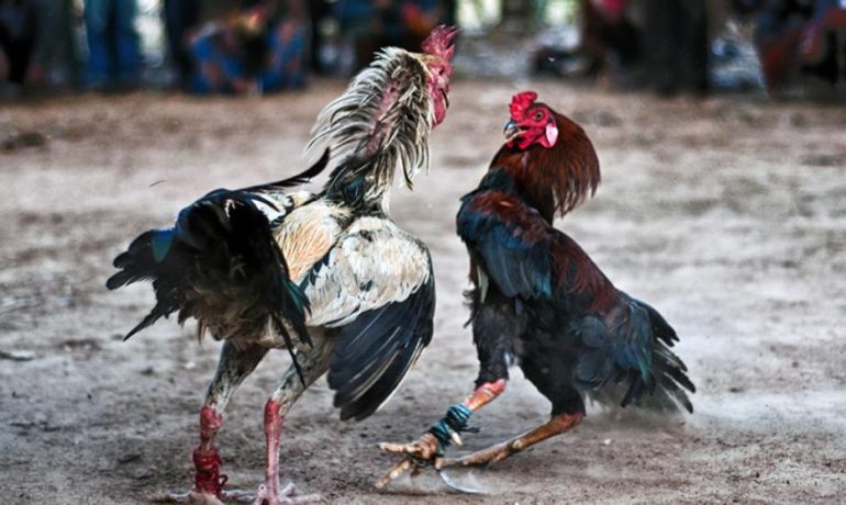 canarias prohibe peleas de gallos y circos con animales