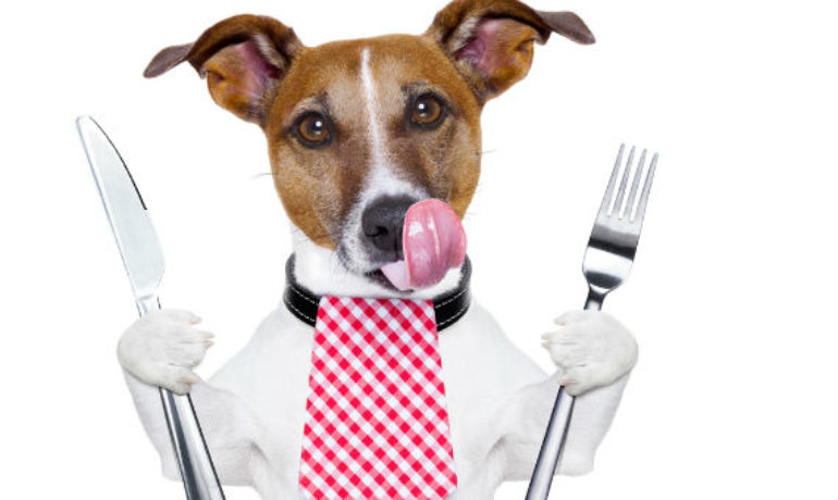 Recetas de comida para perros - Auténtica comida casera