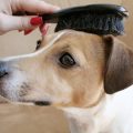 cómo cuidar el pelo de un perro