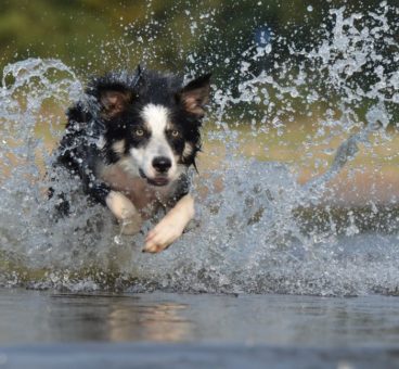 Cómo eliminar el olor de perro cuando está mojado