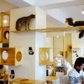 Cafeterías con gatos, una nueva moda en auge