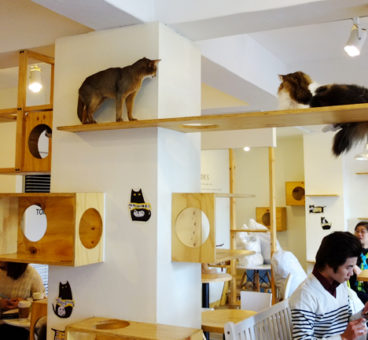 Cafeterías con gatos, una nueva moda en auge