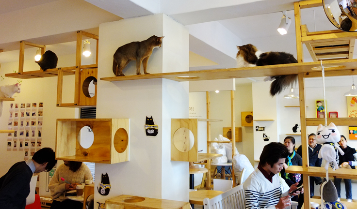 maldición Ventilación Continuación Cafeterías con gatos, una nueva moda en auge | Wakyma