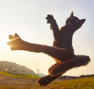 Los gatos son Ninjas, y este fotógrafo japonés lo prueba