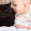 Tener un gato en la familia podría disminuir el número de niños asmáticos