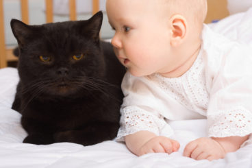 Tener un gato en la familia podría disminuir el número de niños asmáticos