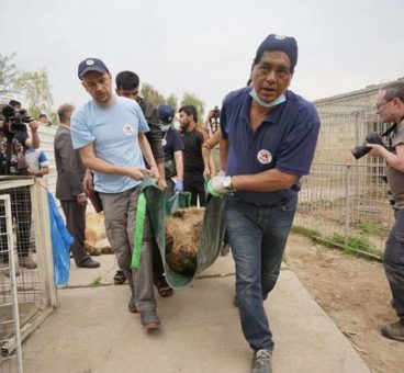 veterinario que rescata a los animales de las guerras