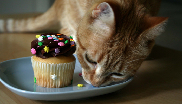 Alimentos que los gatos no deberían comer