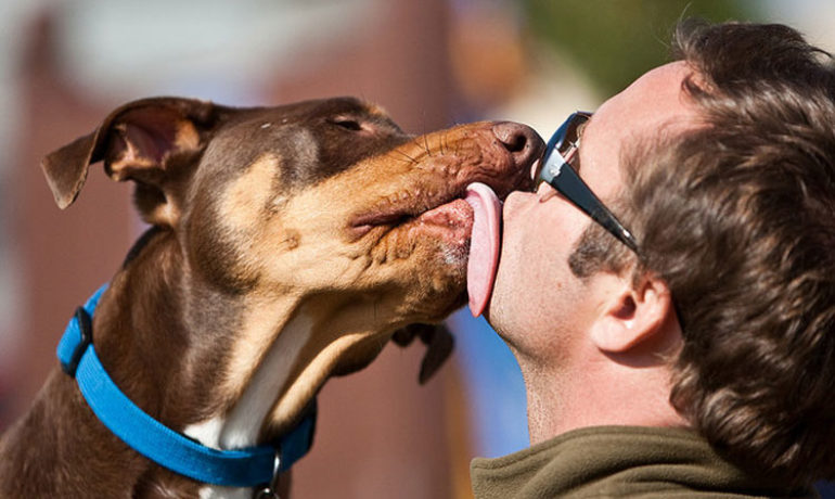 Besos de perro: te contamos si ocasionan problemas para tu salud